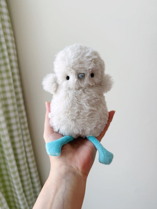 Blue Footed Booby Chick